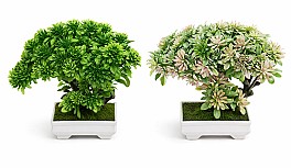 Bonsai in ghiveci HH04019