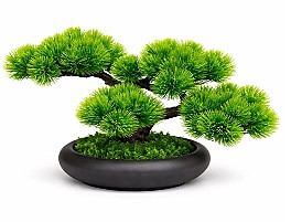 Bonsai in ghiveci HH04032