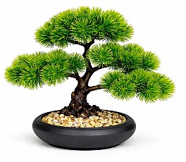 Bonsai in ghiveci HH04034