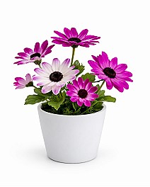 Flori artificiale in ghiveci HH03999 violet