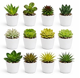 Декоротивное растение в горшке HH04003