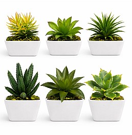 Декоротивное растение в горшке HH04005