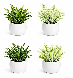 Декоротивное растение в горшке HH04010