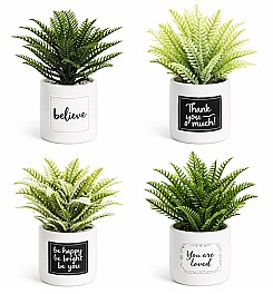 Декоротивное растение в горшке HH04011