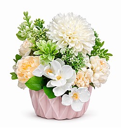 Декоротивное растение в горшке HH04014