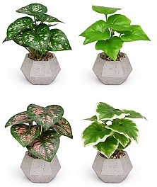 Декоротивное растение в горшке HH04017