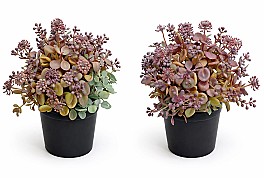 Декоротивное растение в горшке HH04018